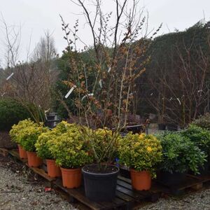 Hamamelis × intermedia 'Orange Beauty' 150-175 cm